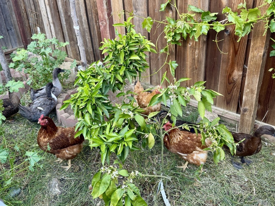 Lisa Xin 子涵 tweet media