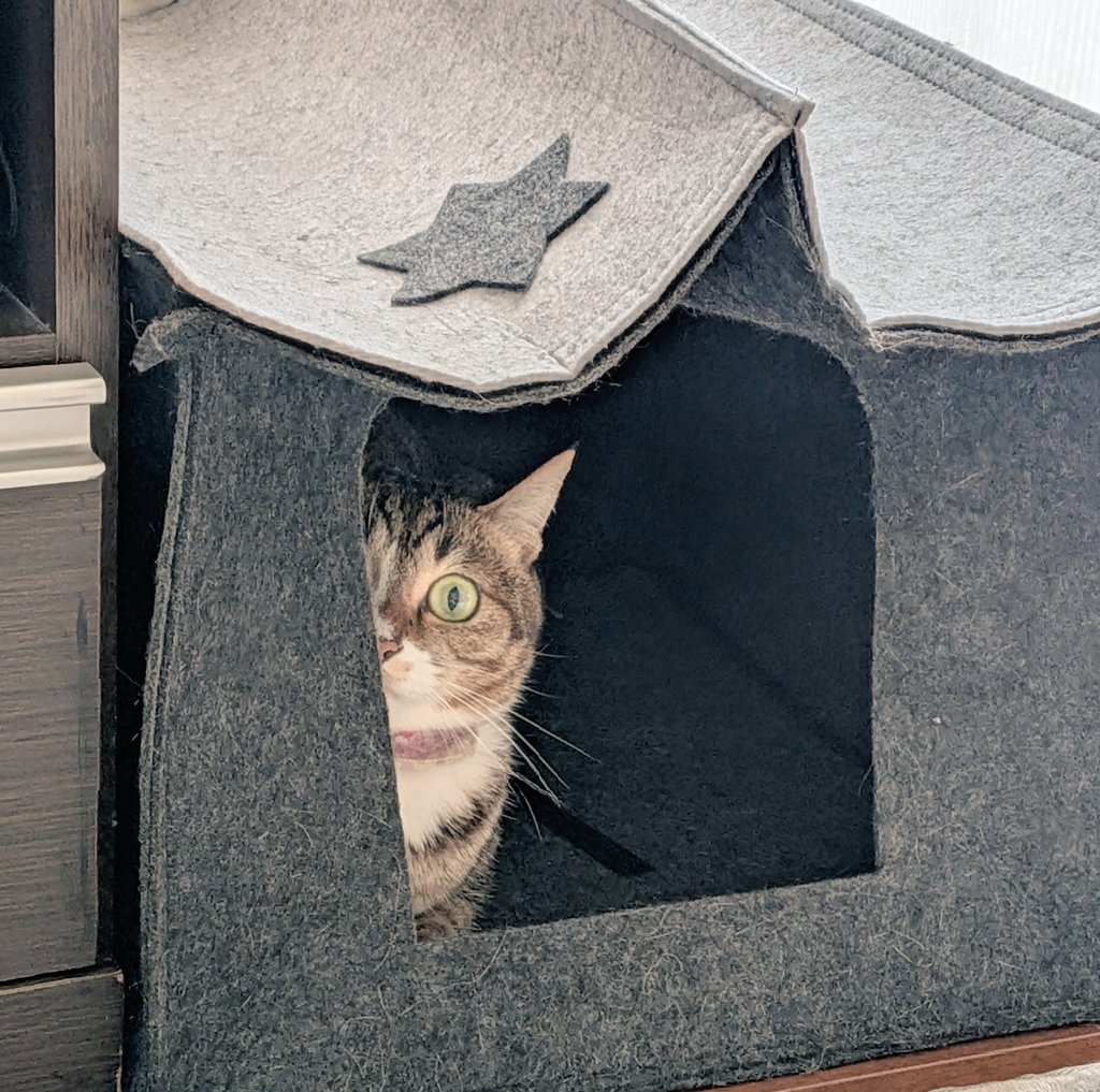 じーーー( ΦωΦ )
 #猫  #保護猫  #猫のいる暮らし