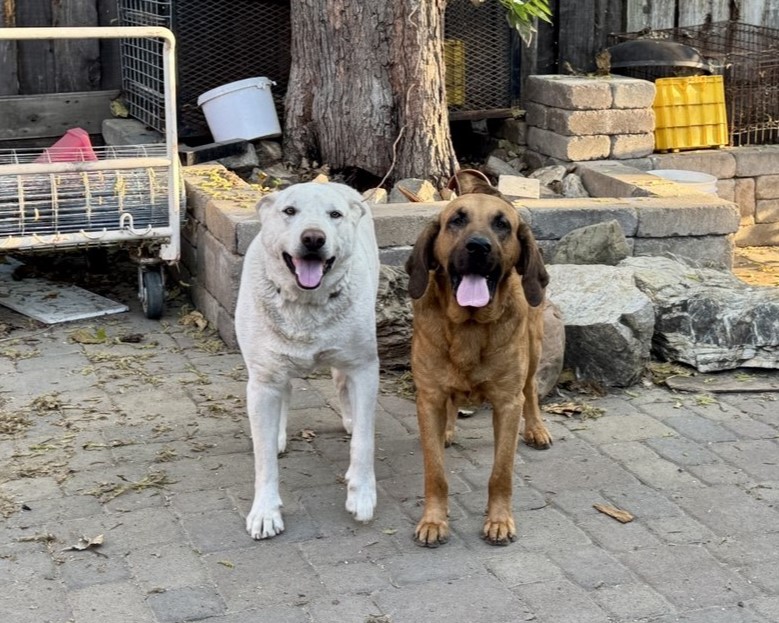 Lisa Xin 子涵 tweet media