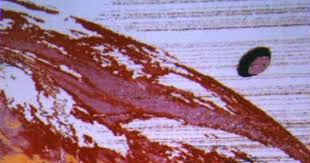 Stunning Revelations tweet media