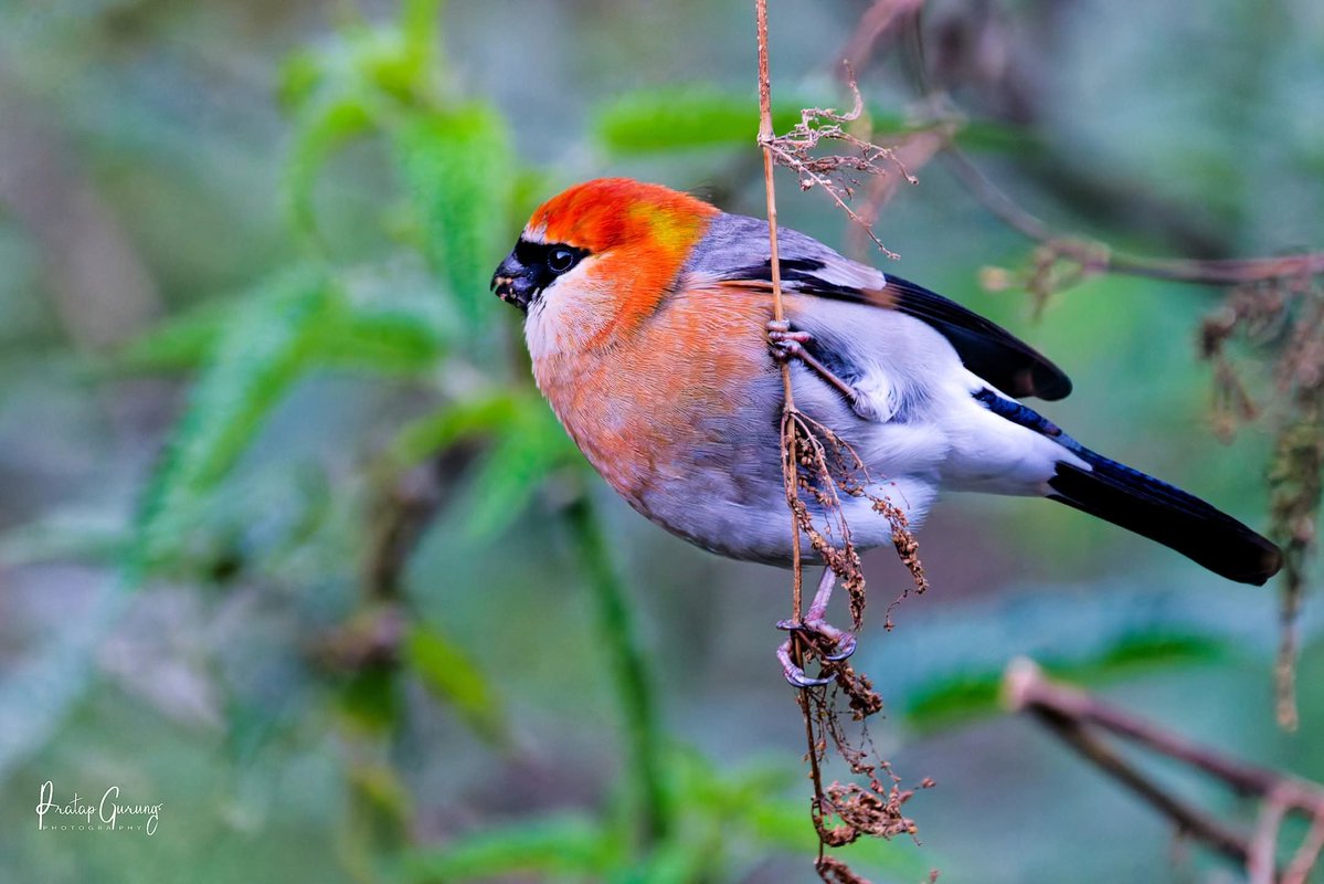 Hem Sagar Baral tweet media