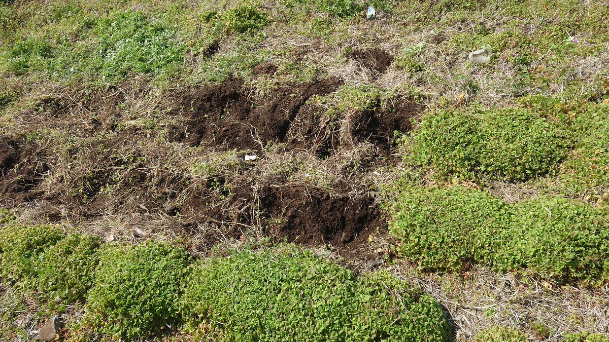 チャパンカーナ tweet media