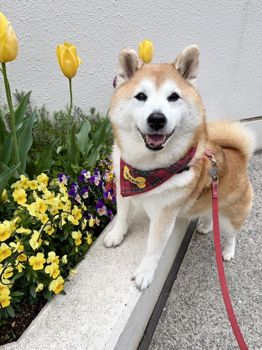 祥&柴犬のまるちゃん tweet media