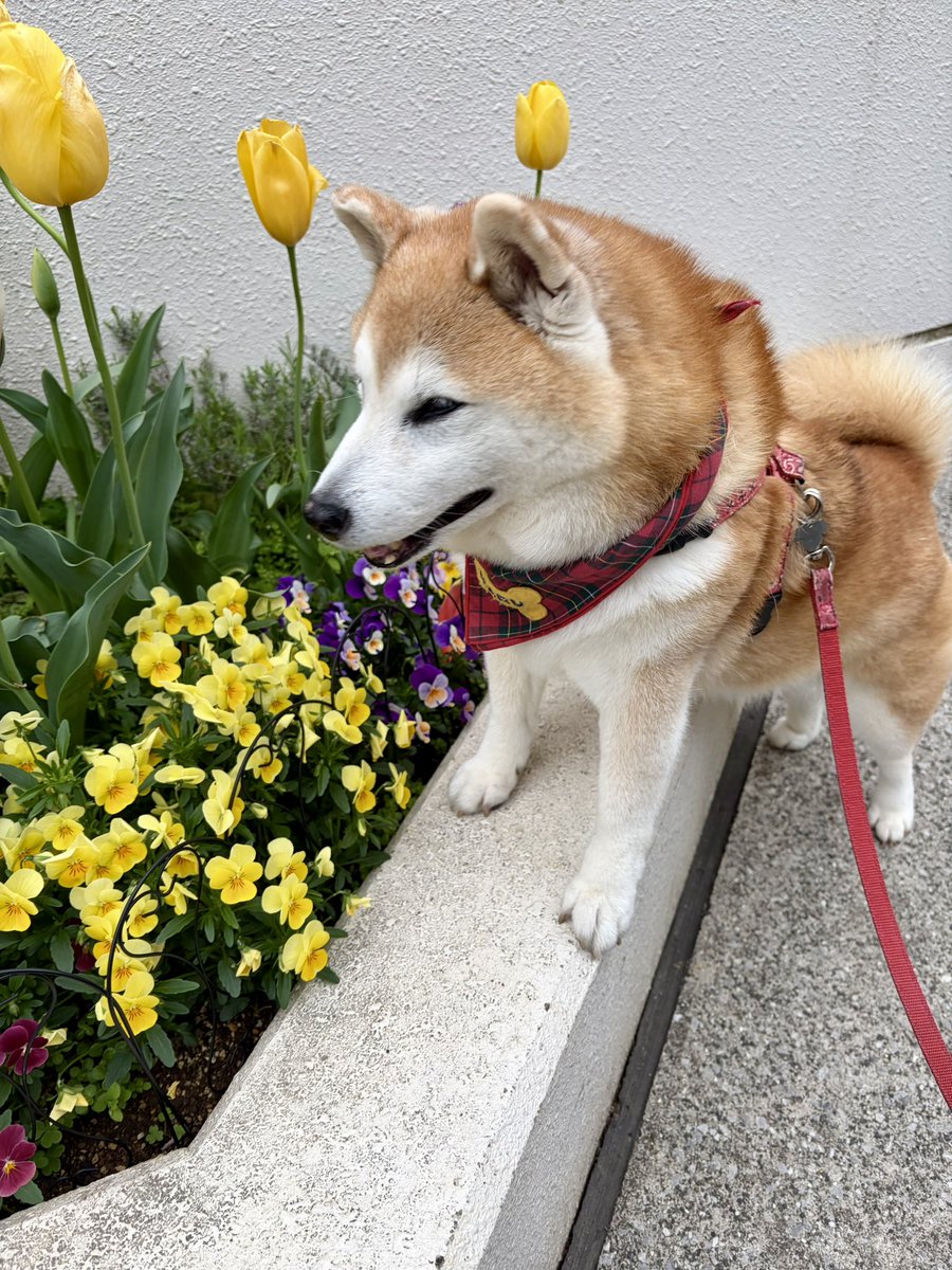 祥&柴犬のまるちゃん tweet media