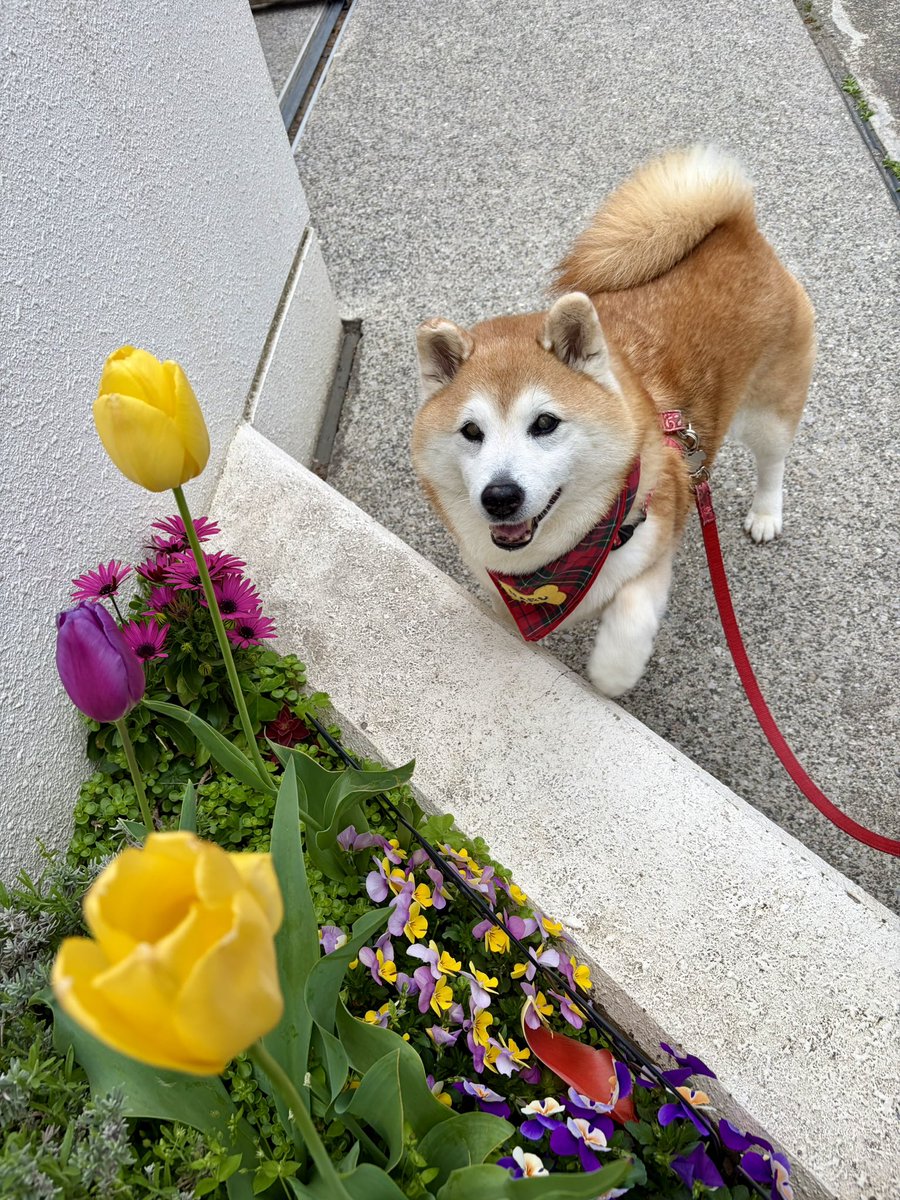祥&柴犬のまるちゃん tweet media