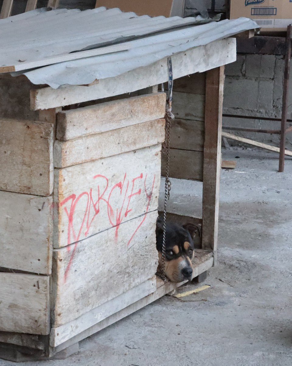 UBAQuito's tweet photo. 🐾💙 #QuitoNosCuida | ¡Cero tolerancia al maltrato animal! 🐾🚫

Tras recibir una alerta ciudadana que evidenció el momento en que un canino era golpeado brutalmente, nuestro equipo actuó de inmediato.

Abrimos hilo 1/5 https://t.co/0pSqAAxlQV
