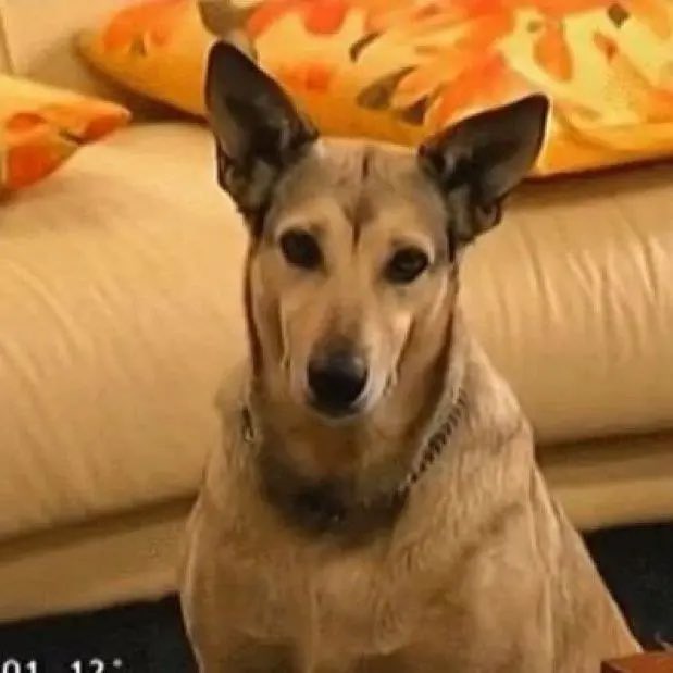 Real Time tweet media