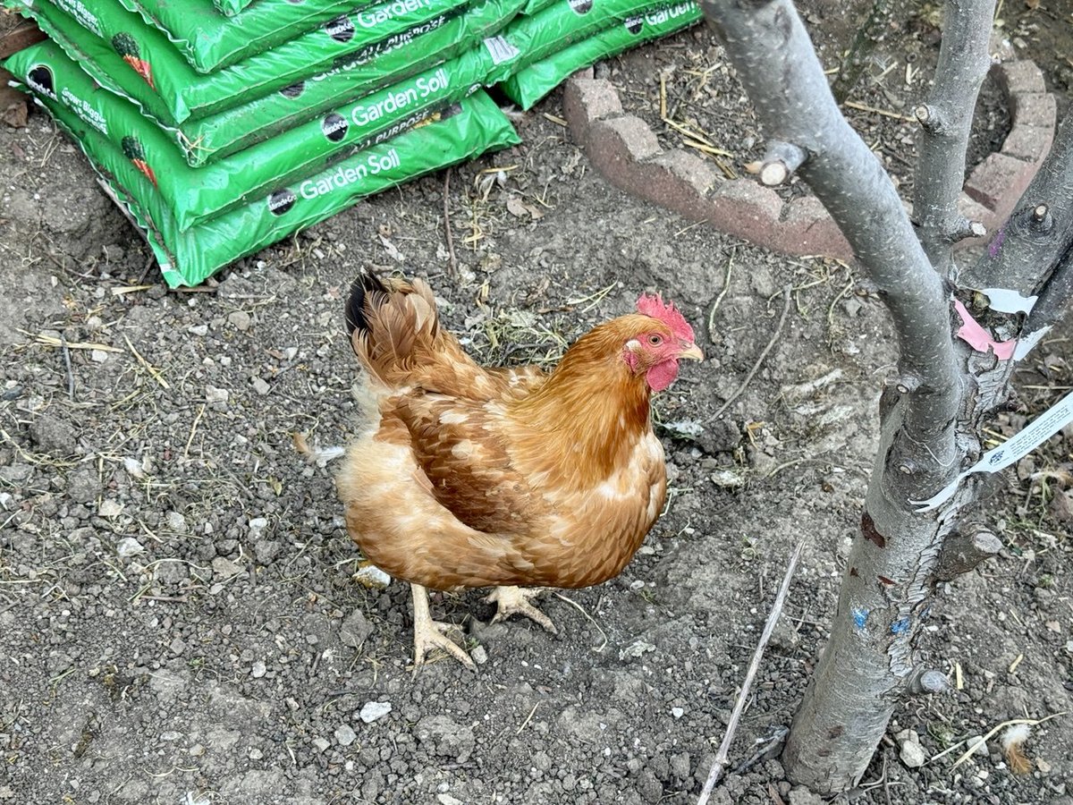 Lisa Xin 子涵 tweet media