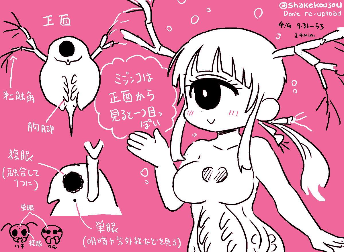 おはようございめゃす。 #起きらくがき

だいぶ前(11巻)にもちょっと触れましたが、ミジンコは正面から見ると単眼(一つ目)のように見える…

んですが、厳密にいうと、
・左右が融合した1つの「複眼」の下に
・「単眼」という器官があります

名前がややこしいですね。 