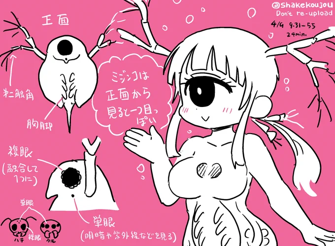 おはようございめゃす。 #起きらくがき

だいぶ前(11巻)にもちょっと触れましたが、ミジンコは正面から見ると単眼(一つ目)のように見える…

んですが、厳密にいうと、
・左右が融合した1つの「複眼」の下に
・「単眼」という器官があります

名前がややこしいですね。 