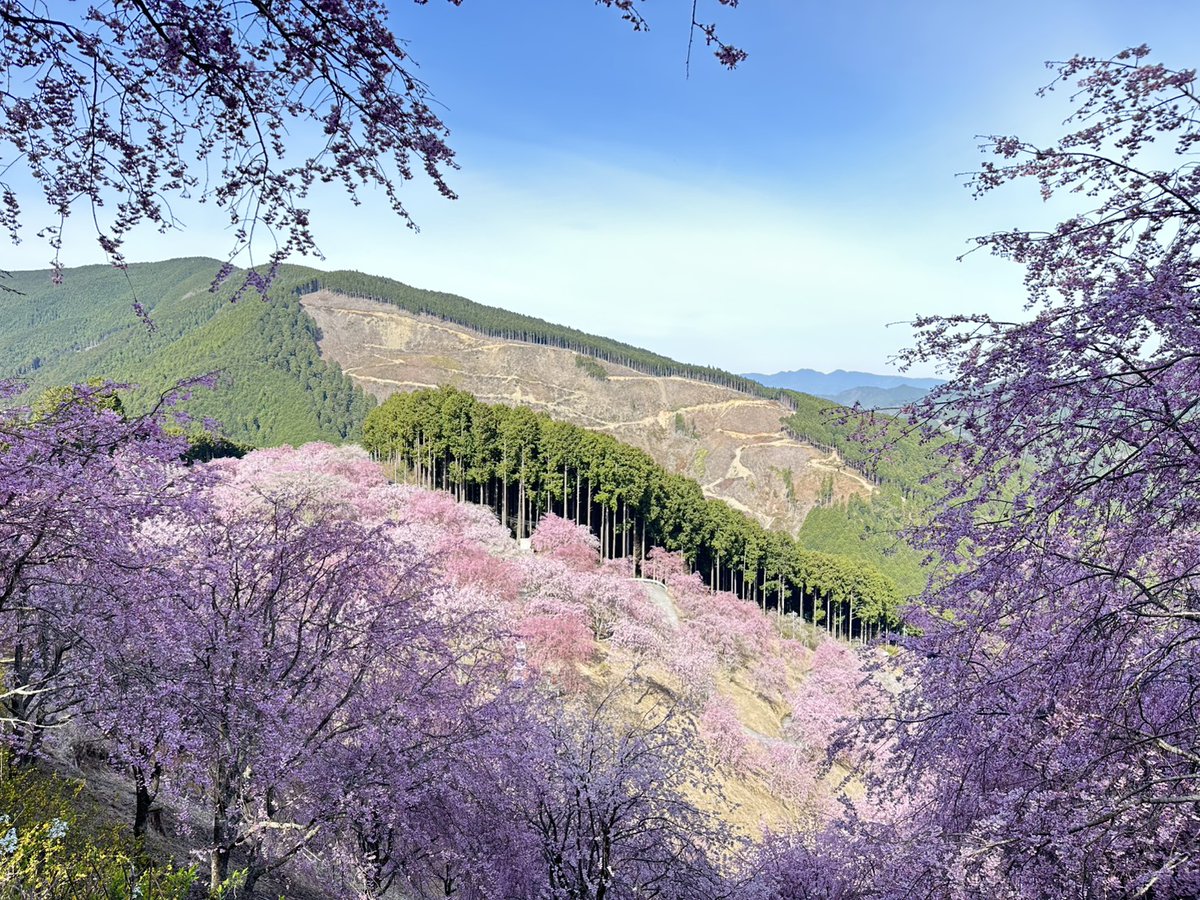 2026/4/9
開花状況 満開
天気 晴れ
気温 9℃
日中予想気温 17℃

本日も少し肌寒いですが、
満開のなか絶好のお花見日和です。
千年の丘からは一目千本の枝垂れ桜、
天空の庭は降り注ぐような桜の花弁をご堪能くださいませ。皆さまのお越しをお待ちしております。
#高見の郷 #枝垂れ桜 #桜の名所 #花見