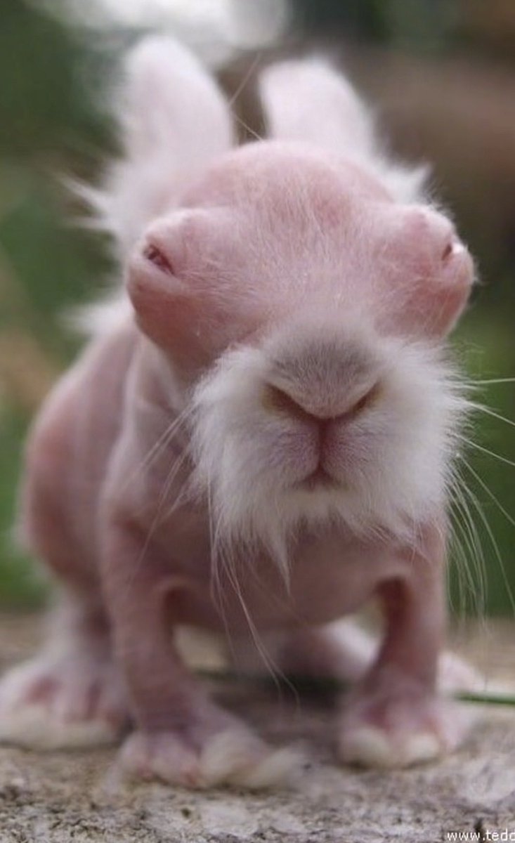 CrabsAreExpensive tweet media