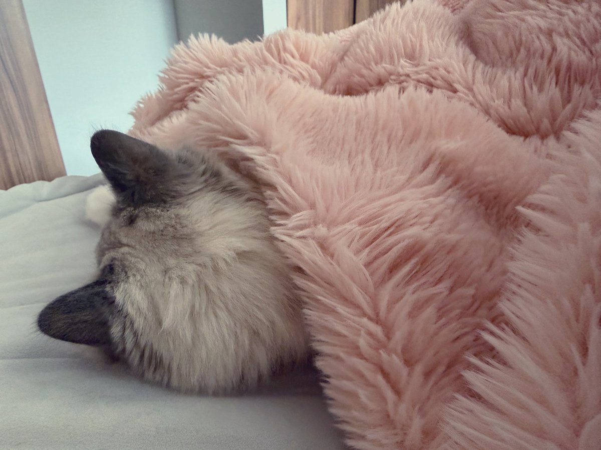 まちゅり໒꒱· ﾟ tweet media