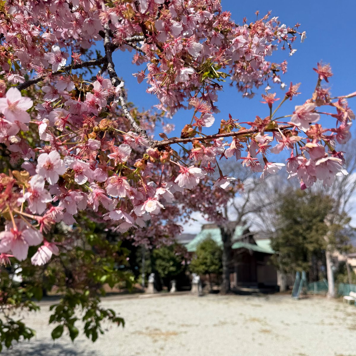 My Playful Town（MPT）-伊勢原市内在学中の大学生による町の楽しみ方- tweet media