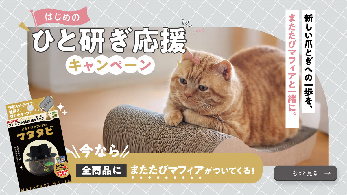 猫のためのnyans【公式】 tweet media