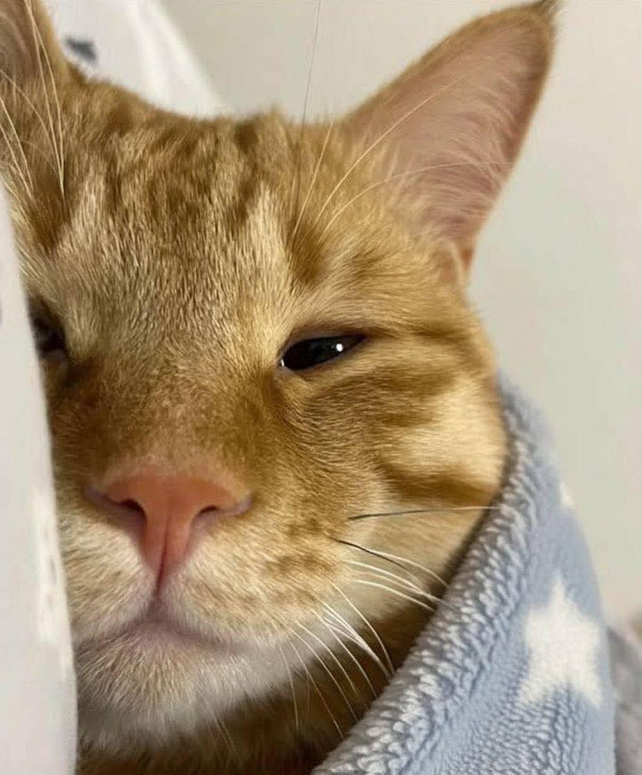 Bichinhos fofinhos pra quem ta cansado tweet media