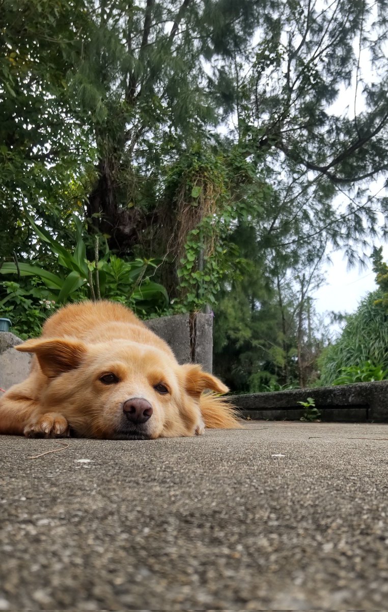 久米島スポーツ アクティブ tweet media