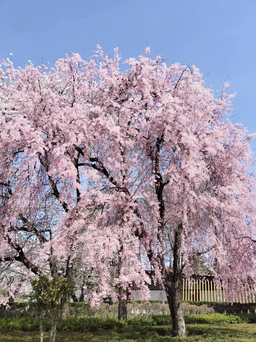 yamagata_990's tweet photo. 今の山形市。
霞城公園の桜の様子✋🏻 https://t.co/x2oVcGag9o