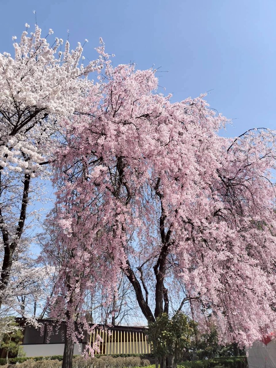yamagata_990's tweet photo. 今の山形市。
霞城公園の桜の様子✋🏻 https://t.co/x2oVcGag9o