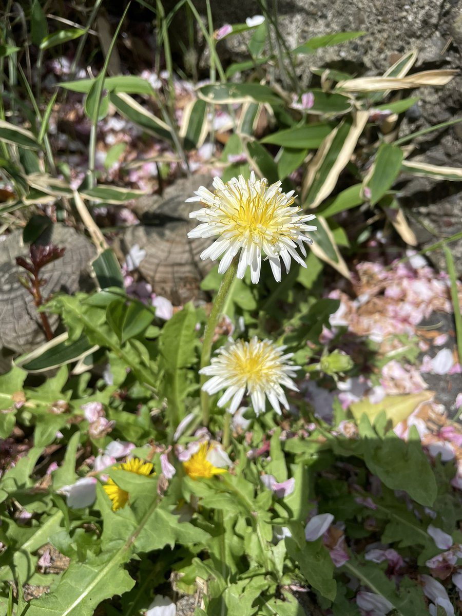 ケモちゃん|體リメイクレシピ tweet media