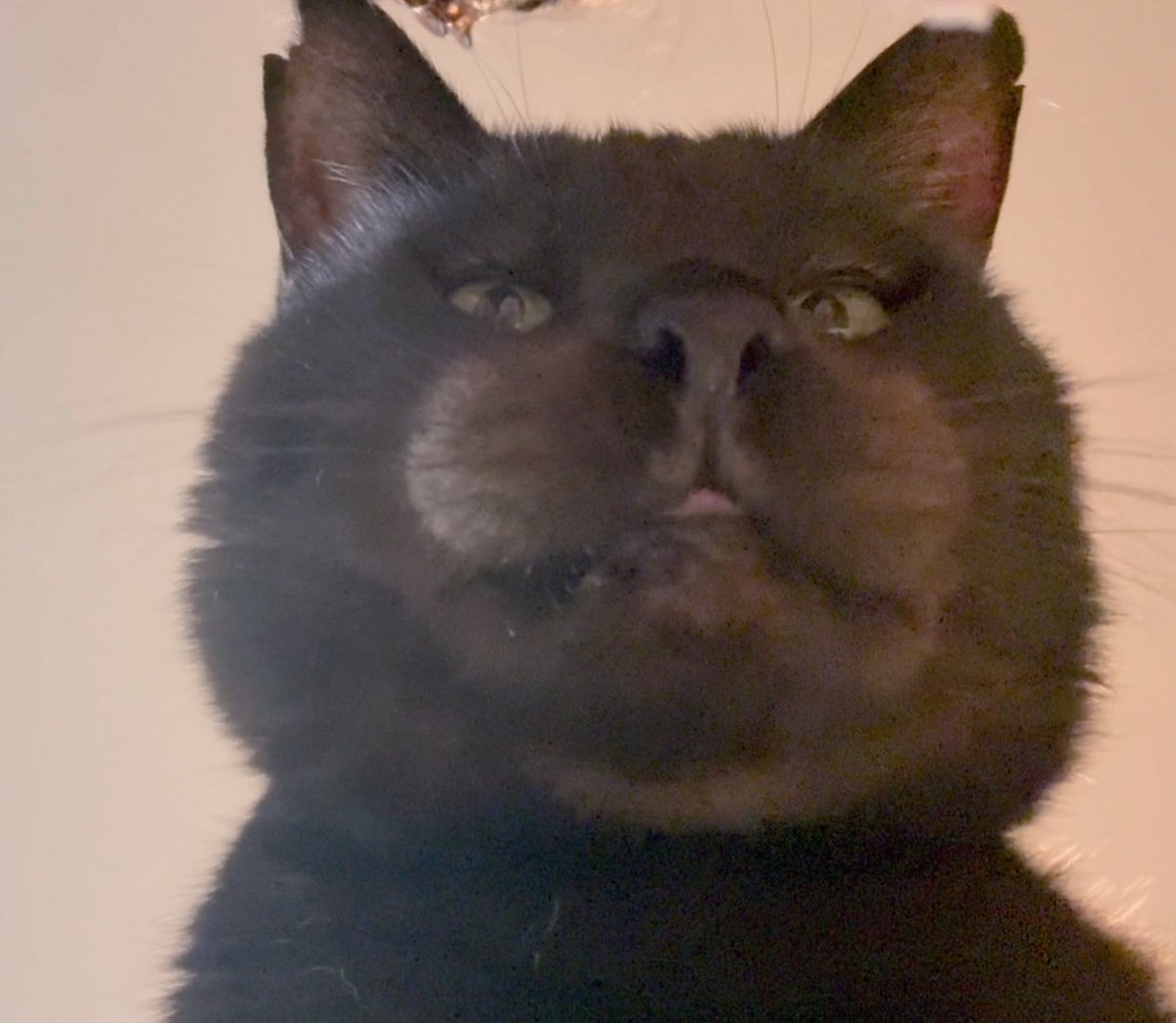 元ボス猫むさし tweet media