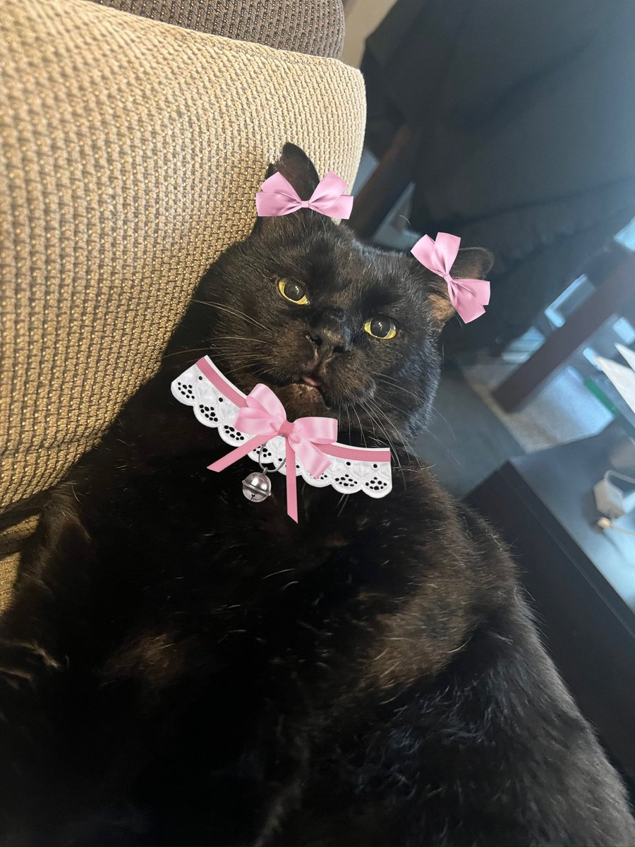 元ボス猫むさし tweet media