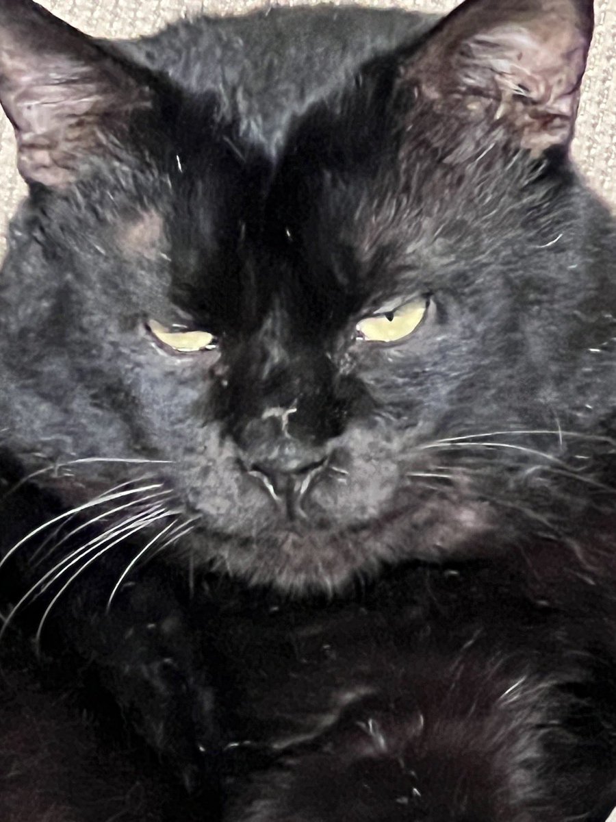 元ボス猫むさし tweet media