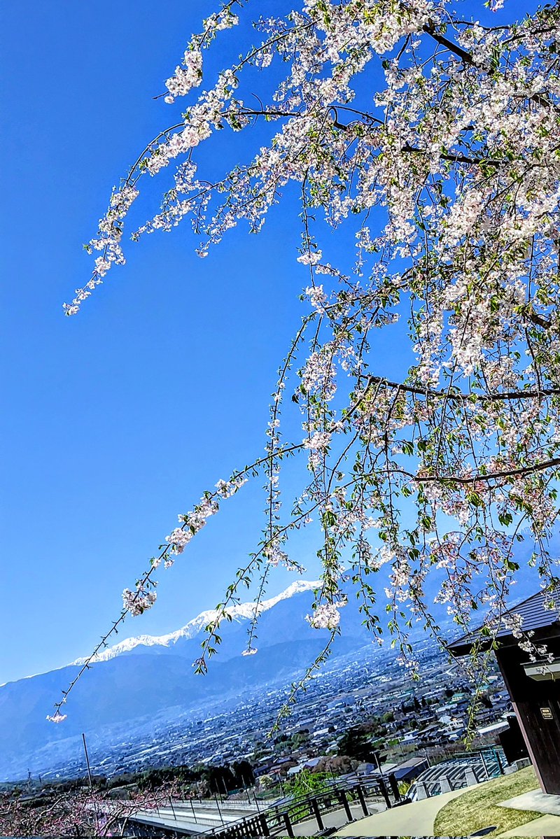 らきあ🍜ლ(´ڡ`ლ) tweet media