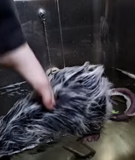 MisterCum2🐮⚗ tweet media