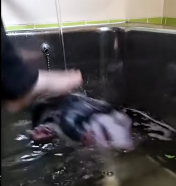 MisterCum2🐮⚗ tweet media