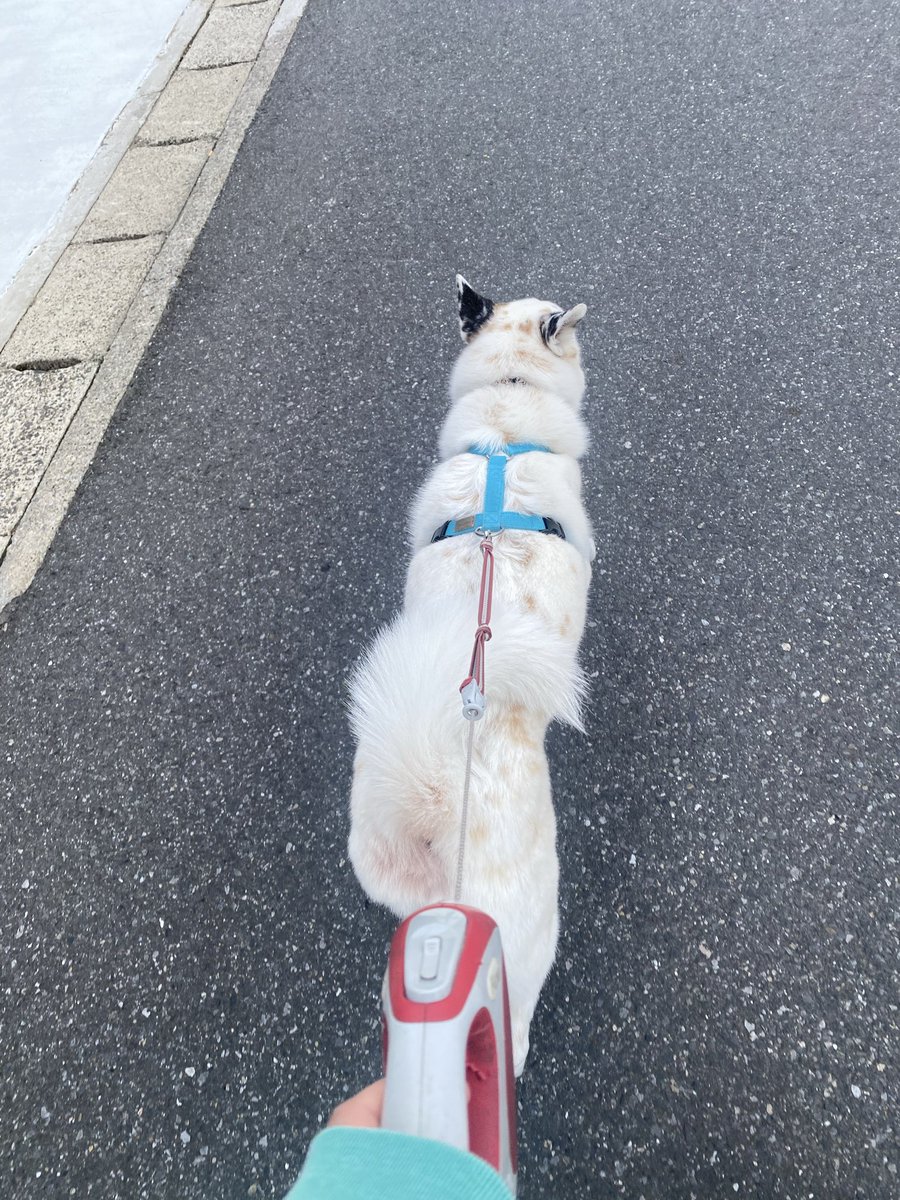力工ルちゃん犬を飼う（猿） tweet media