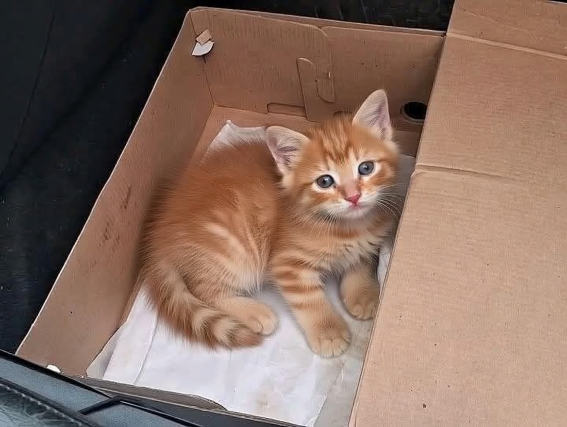 Ani Belén tweet media