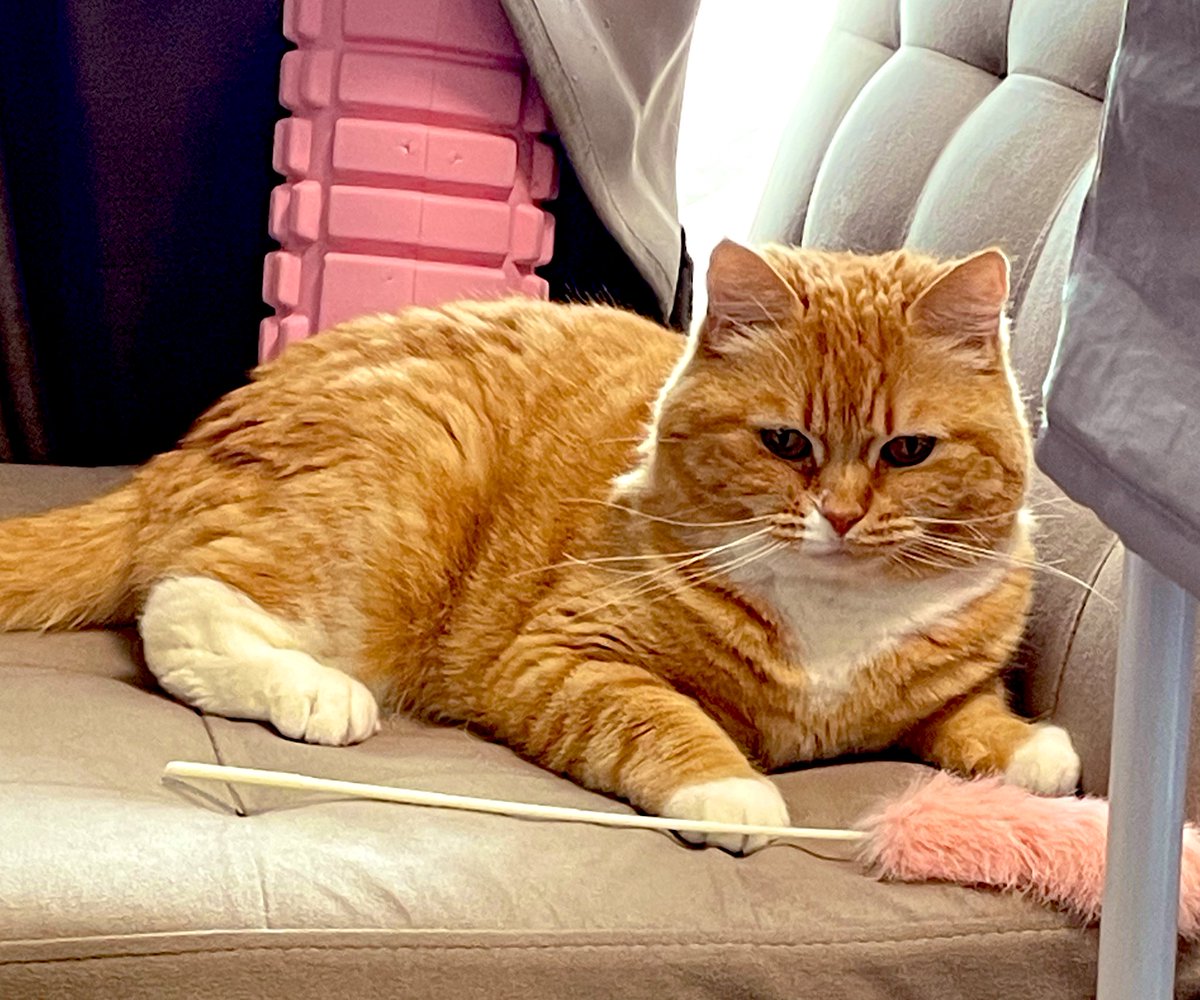 ぱふまる tweet media