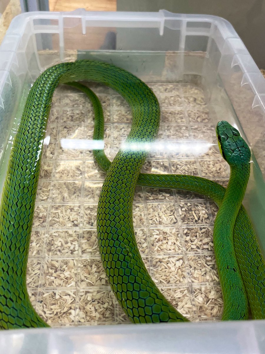 深谷爬虫類館 tweet media