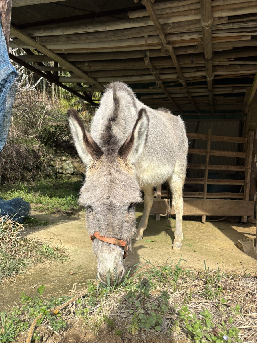 太郎丸 tweet media