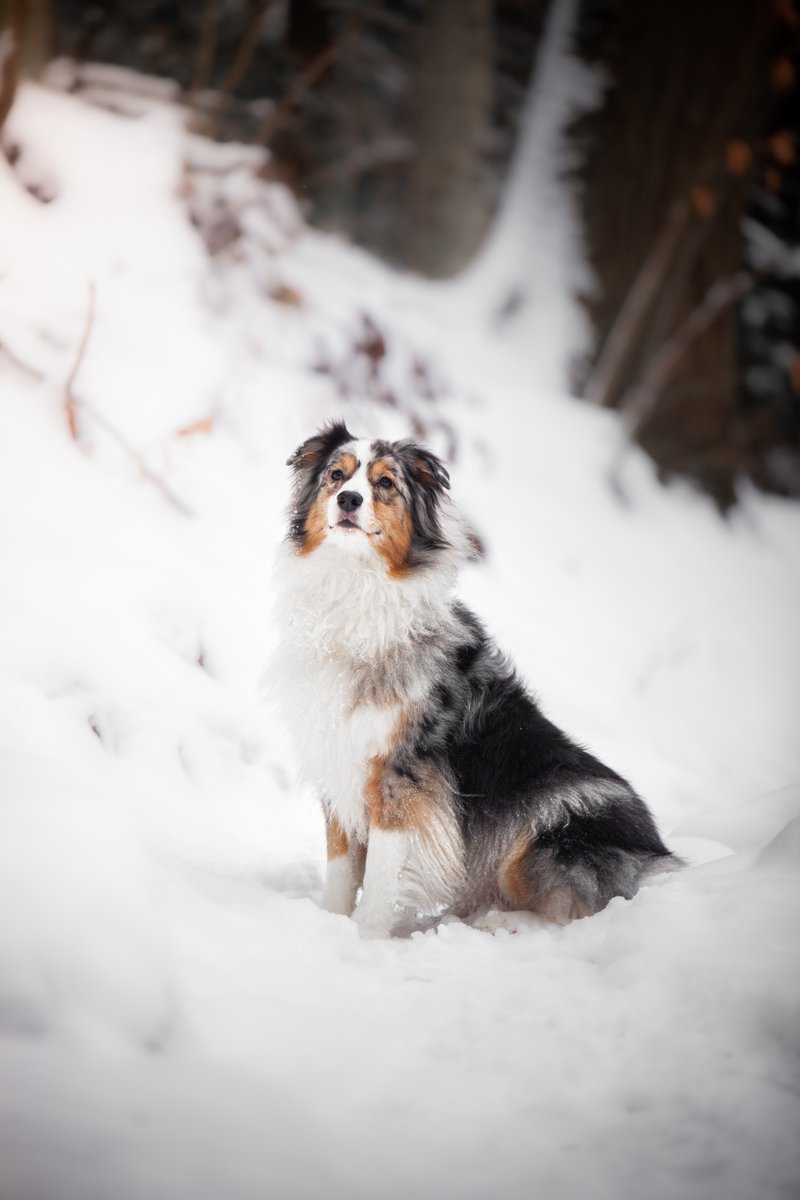 Captivating Canines tweet media