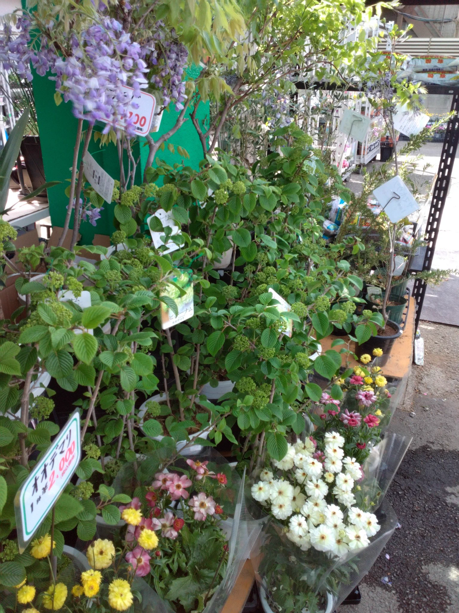 ワールドフラワー 本店（梶ヶ谷店） on X: 