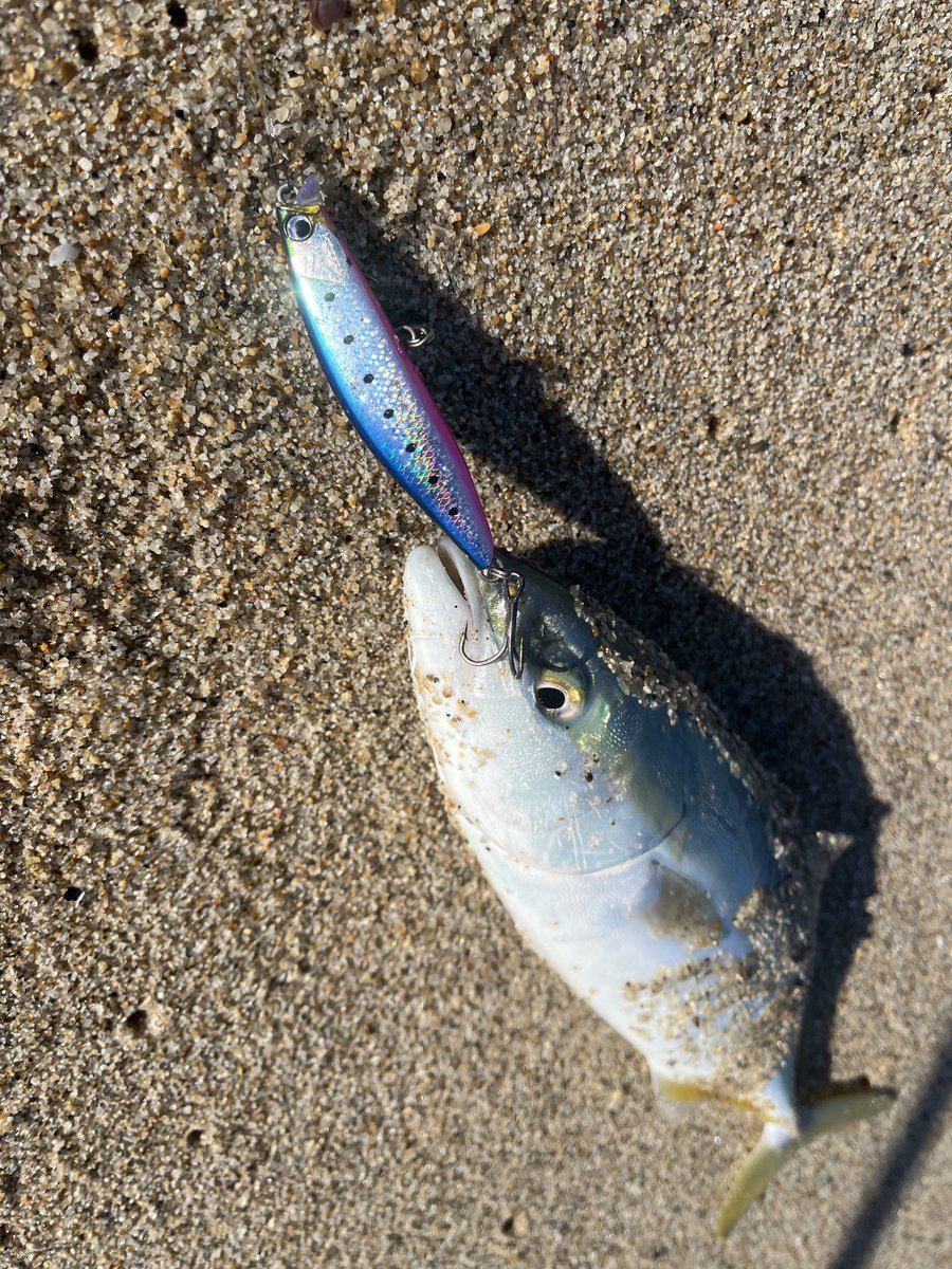 Esorafishing's tweet image. 皆さんご存知ないかもしれませんが、実は自分サーフ得意なんですよ

ネッサ スピンビーム 32g Ａバブルガムチャート／リプタス 80S ＳUVハデイワシ

#SHIMANO
#FORTHEFISHLOG
