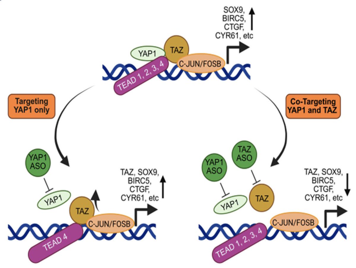 CHP_journal's tweet photo. 🔥 New Original Research in CHP

In gastric cancer peritoneal metastases (GCPMs),
Wu et al. (2026) reveal:

🧬 Targeting YAP1 alone triggers compensatory TAZ activation → sustaining oncogenic transcription

💡 Dual YAP1/TAZ targeting shows stronger antitumor effects

Great work by @shumei_song and team 👏

📄 https://t.co/LjbtJxNd6C
#GastricCancer #CancerPlasticity #HippoPathway