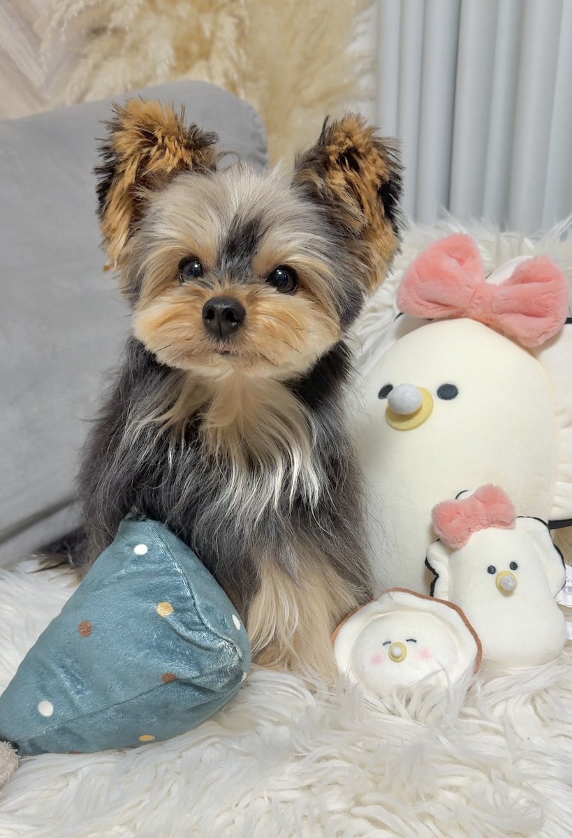 フクのキロク tweet media