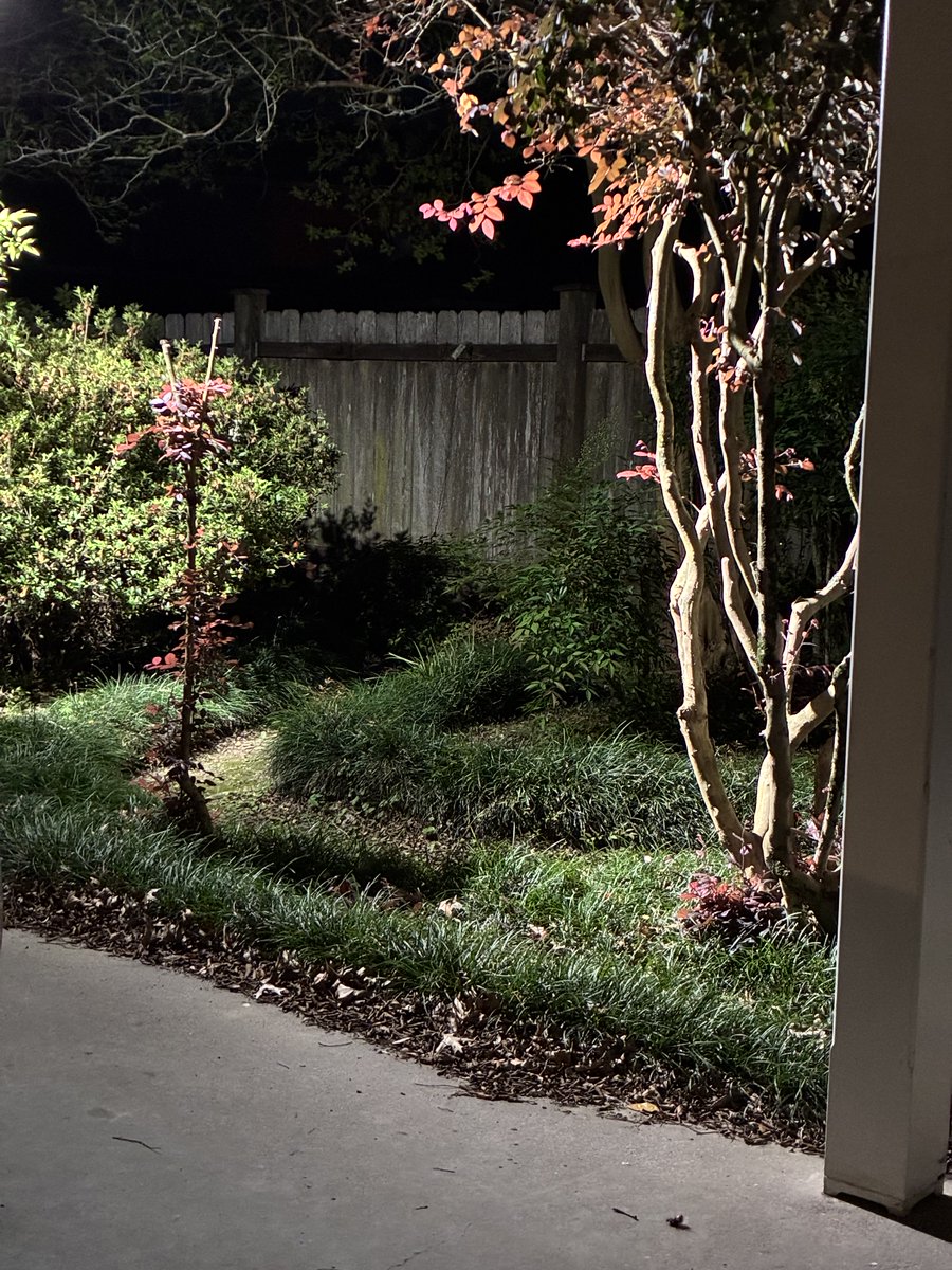 CCG’s Blue Dog tweet media