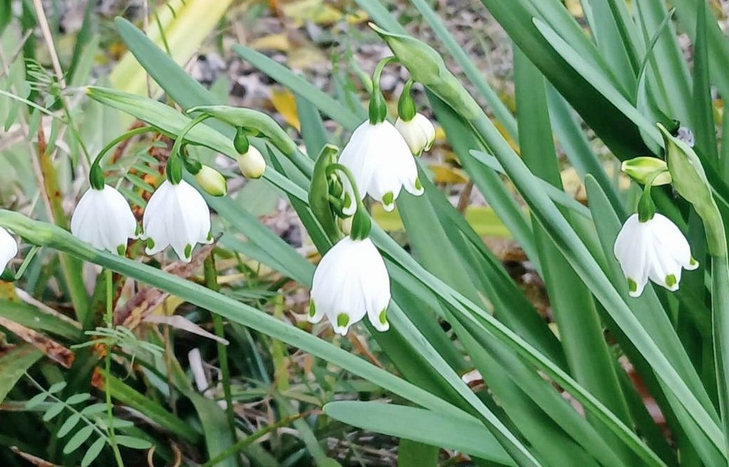 necoco(猫グッズ店@奈良) tweet media