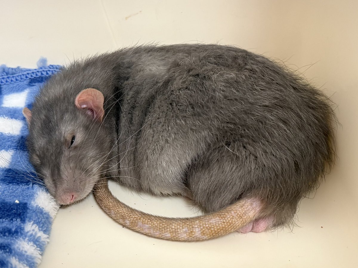 ﾇﾝﾒ•ﾘｰ tweet media