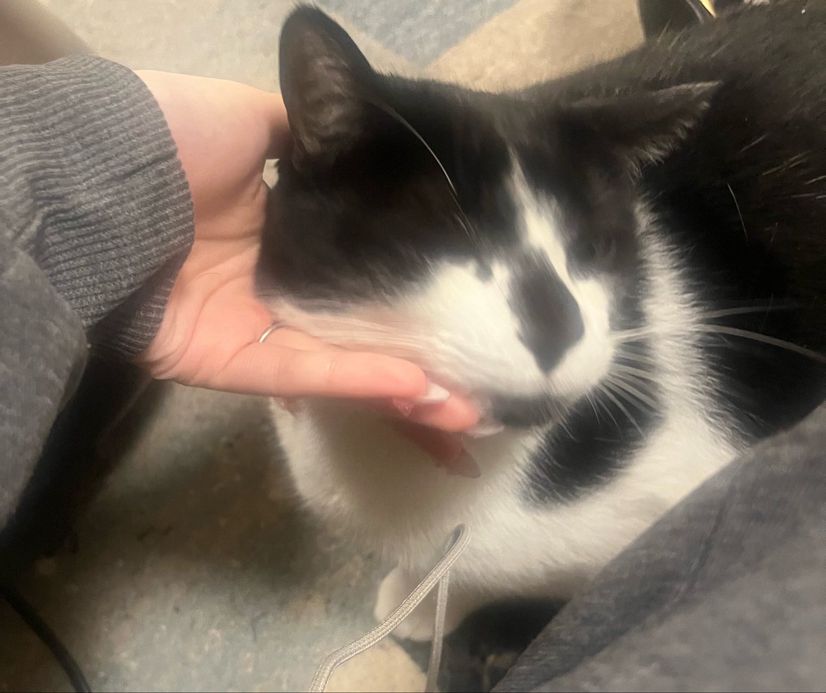 ももにゃん🍑🐈‍⬛ tweet media