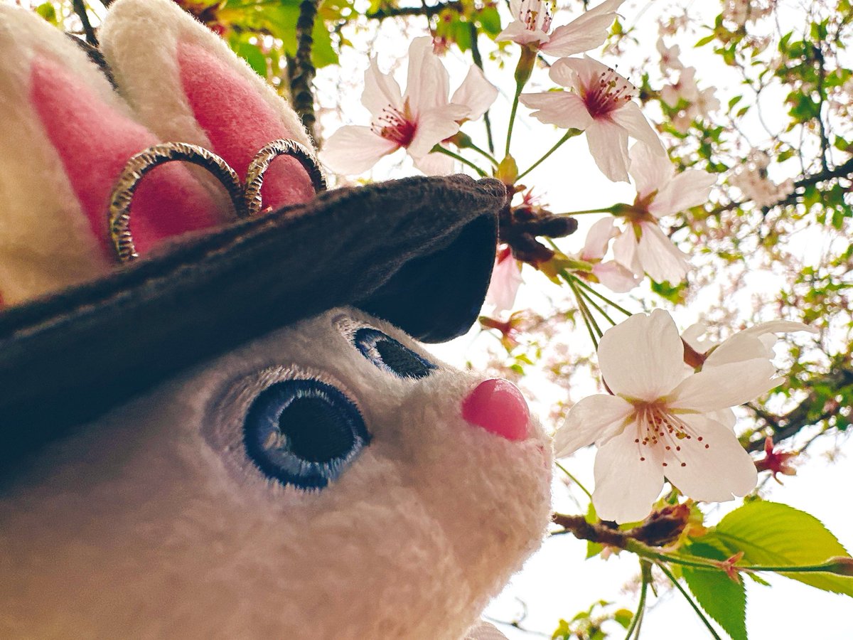 エリー🐰ELIE🐰🏴‍☠️🩵VPRO海賊団 tweet media