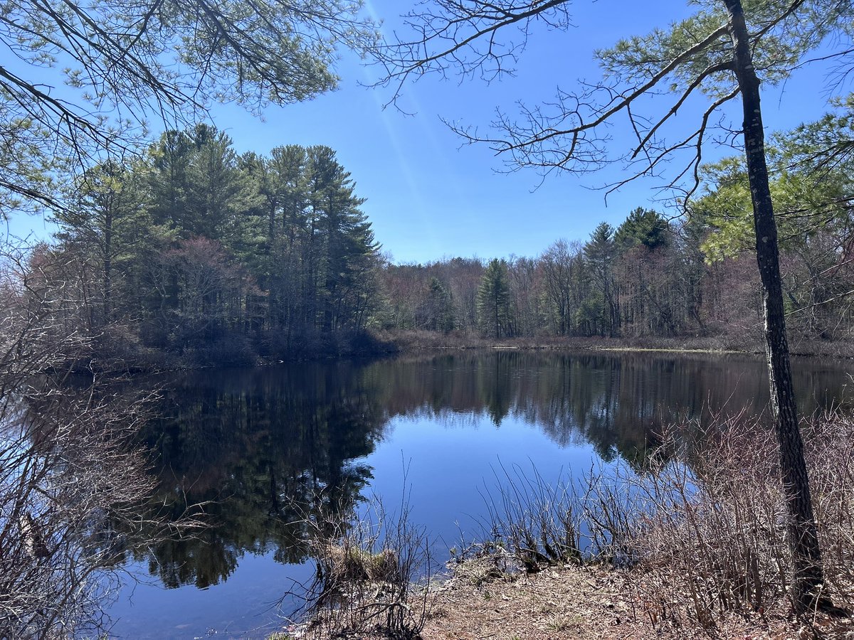 BirdAndGarden's tweet image. Wonderful #spring afternoon walk today. #exercise