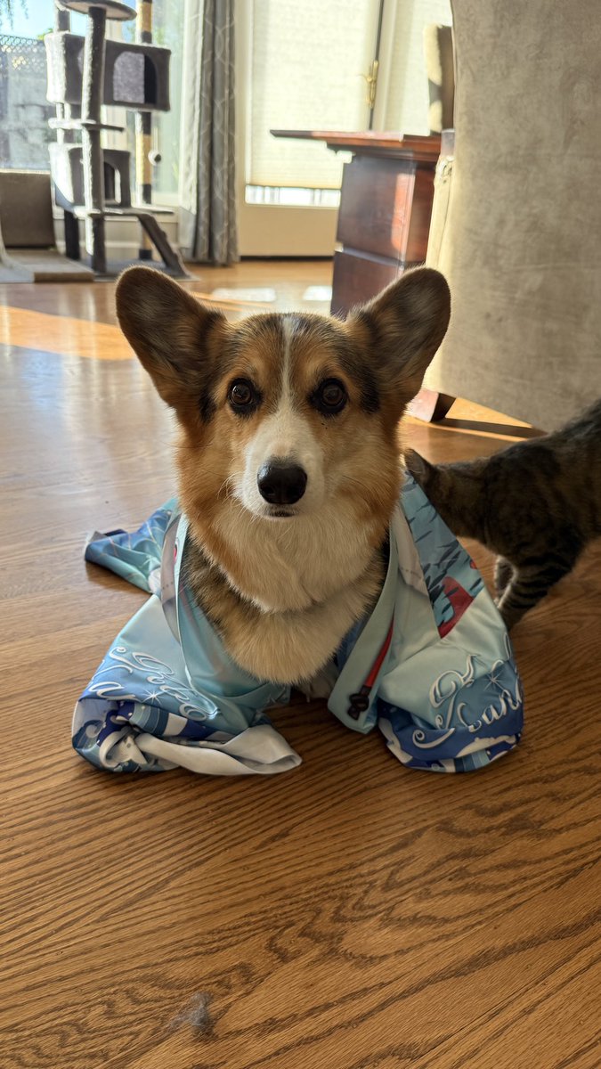 ShionKurea's tweet photo. Happi is here. But it’s too big for me. It fits human just fine tho #kobokanaeru @kobokanaeru #diehardfan https://t.co/WQH1ITsKTs