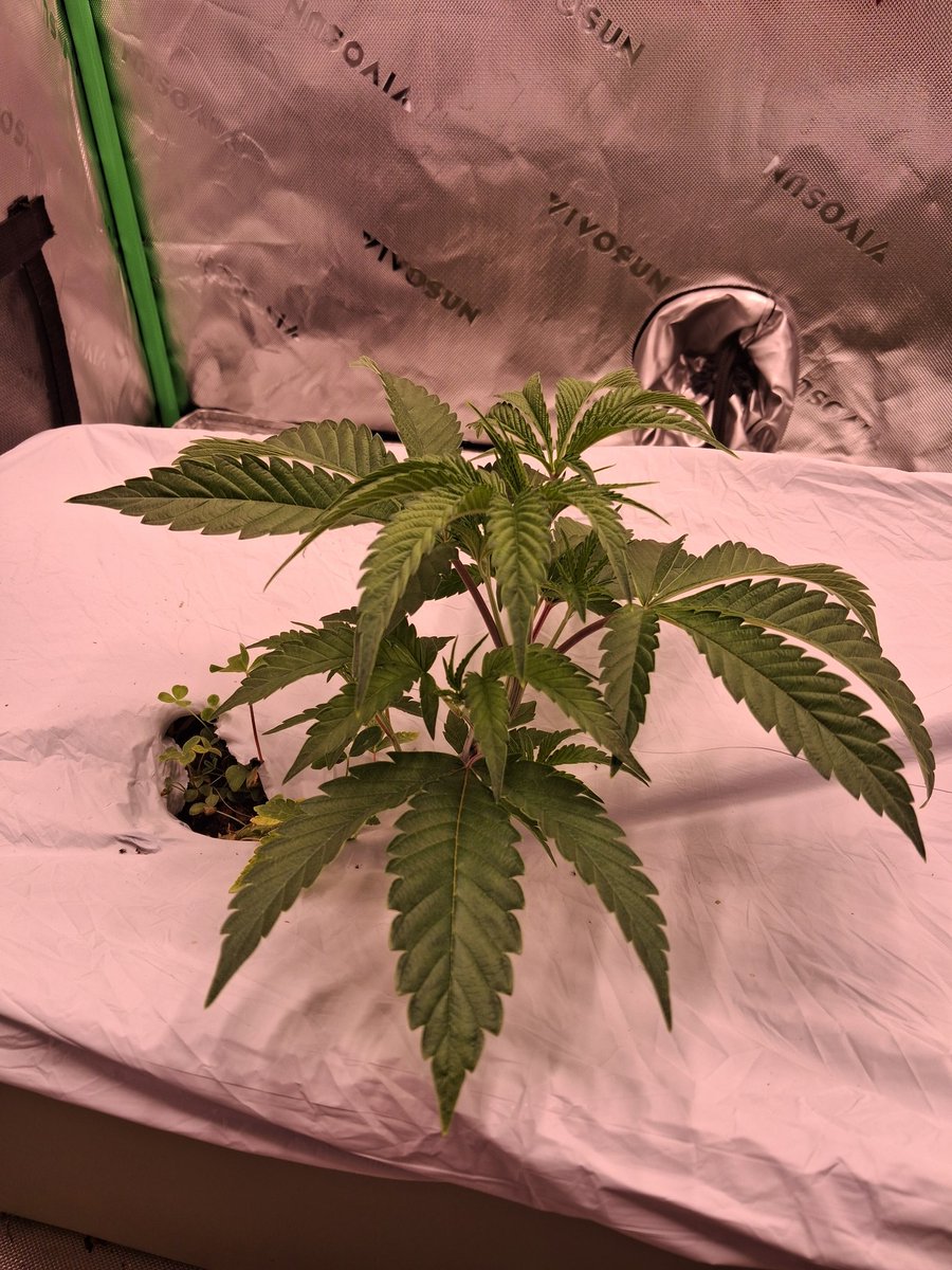 BigFishWeed's tweet photo. Bananacane debating on topping now or waiting a bit https://t.co/xw7FWTX9k2
