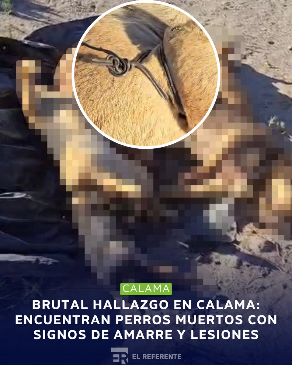 @ElReferente tweet media