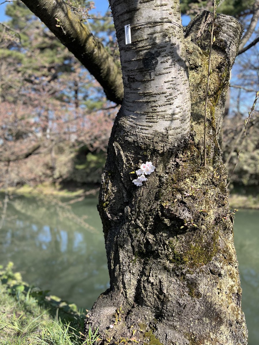 宮下宗一郎（青森県知事） tweet media